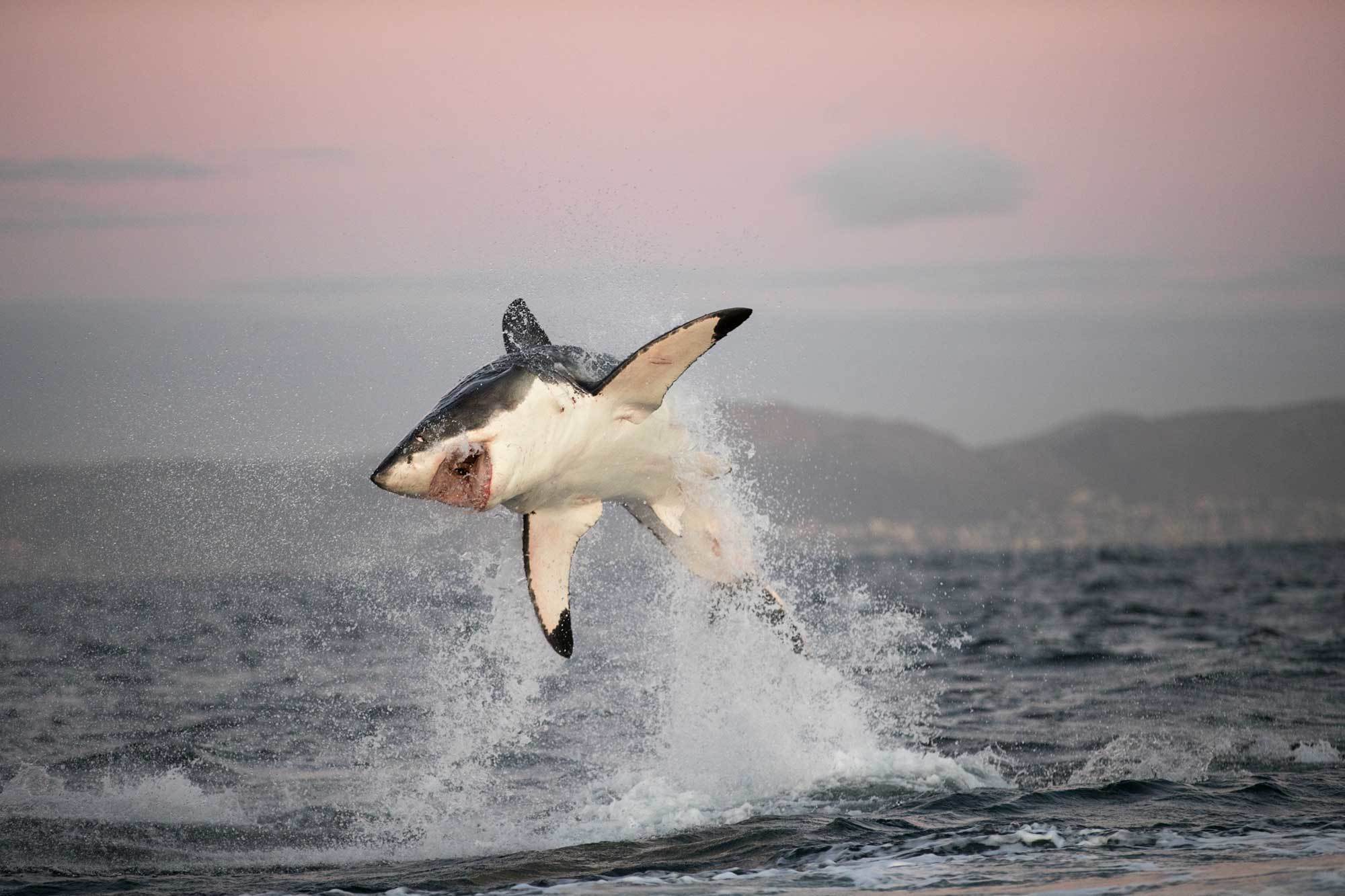 大白鲨鱼图片真实照片图片