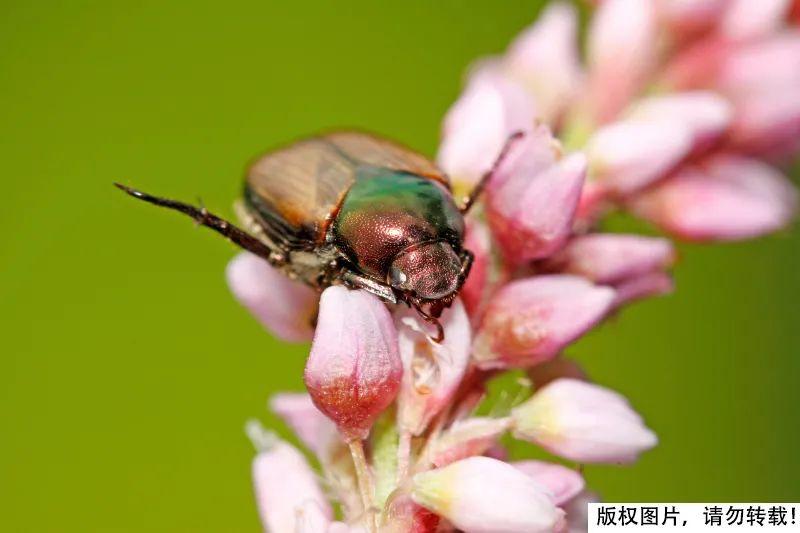 屎壳郎为什么要推粪球？它以粪便为食还要繁殖后代