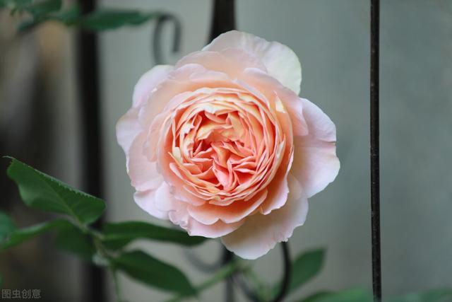 一年四季都开花的月季品种，复花能力超好的6种藤本月季