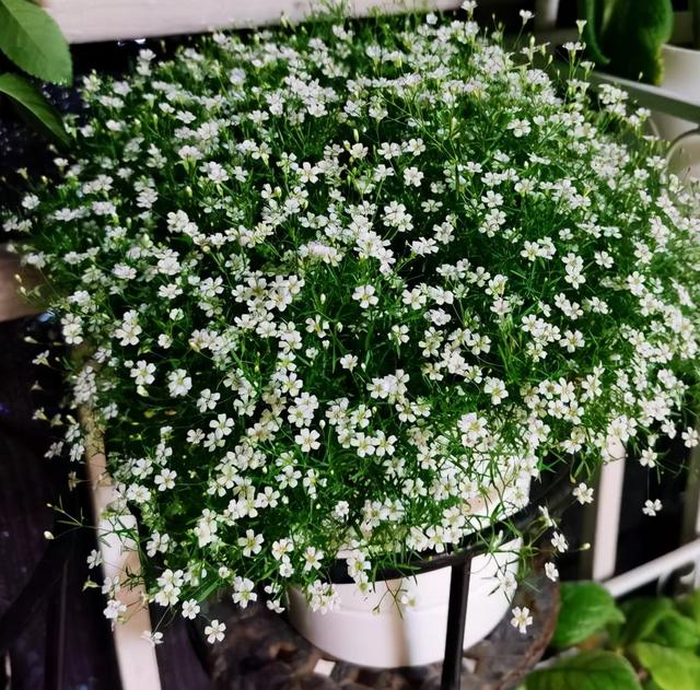 满天星的养殖方法和注意事项，花朵繁多、开成花球、简单美好