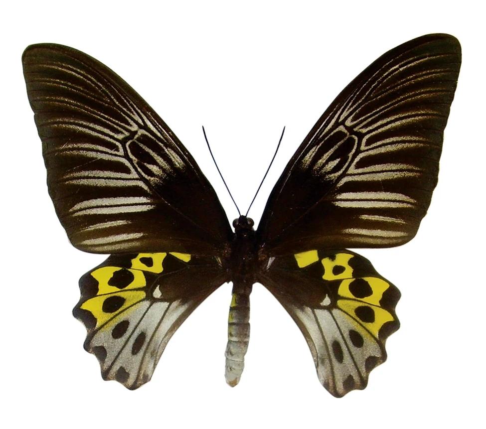 蝴蝶有几只翅膀，蝴蝶两对翅膀是哪两对（世界上最大的10种蝴蝶）