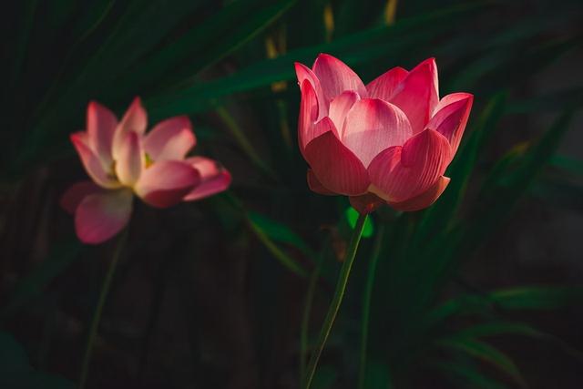 夫妻走到尽头的句子，夫妻走到尽头的句子有哪些（缘分已尽时）