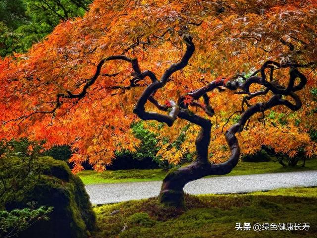 世界花园之美——波特兰日本花园，花园爱好者旅游必去之地