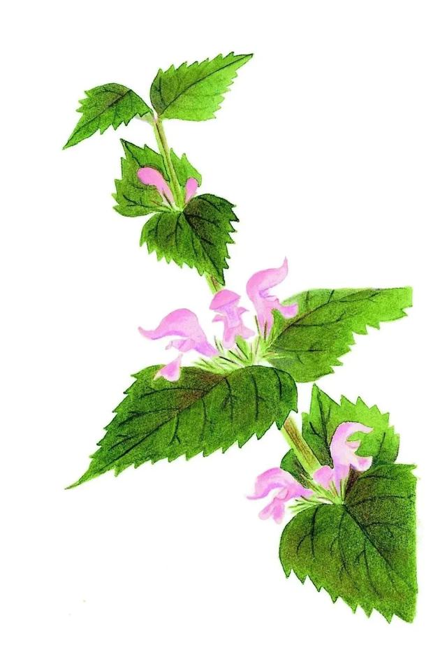 农村常见的花，凌巧分享篇41——这15种生活中常见的野花