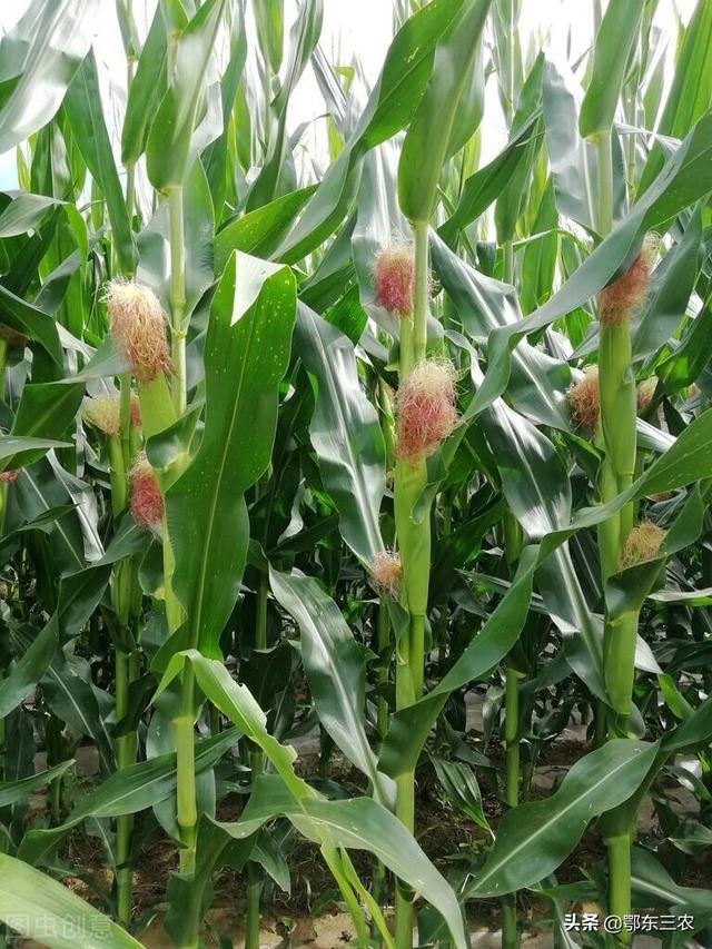 玉米什么时候种，玉米什么时候播种（种玉米要扬花期避开伏天）