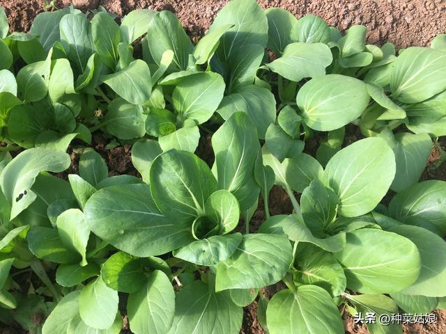 秋天适合种什么蔬菜，适合秋天种植的菜（除了白菜萝卜还能种哪些）