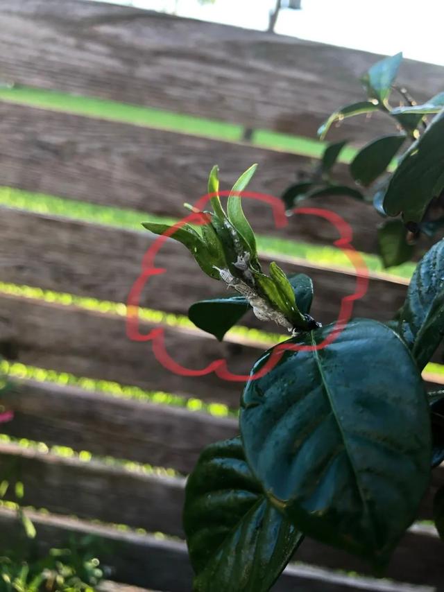 花盆里有小白虫怎么去除小妙招，怎么去除花盆里的小白虫（月季、栀子花和多肉植物容易感染的介壳虫）