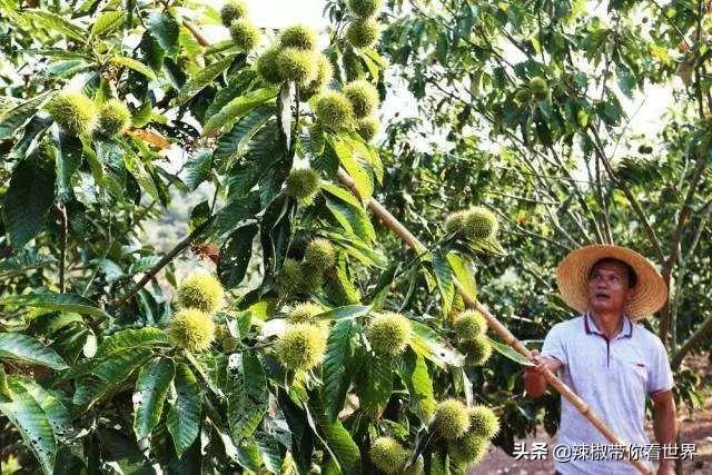 河南商城县有那些旅游景点，河南商城县有什么景点（商城被誉为民间文化艺术之乡）