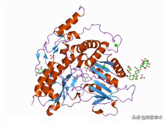 切洋葱为什么会流泪，切洋葱为什么会辣眼睛（切洋葱总是“泪目”是因为黯然销魂吗）