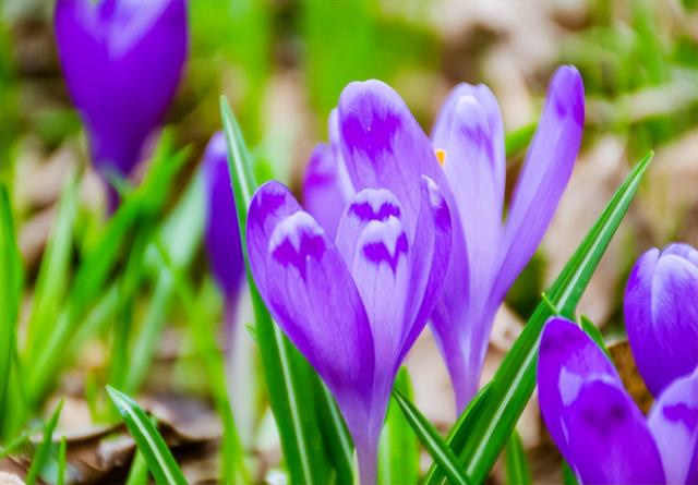 西红花种子，藏红花球茎栽培简单（西红花种子怎么种）