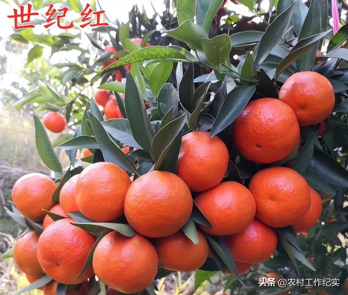 农村种植好项目（农村种植致富的3大项目解析）