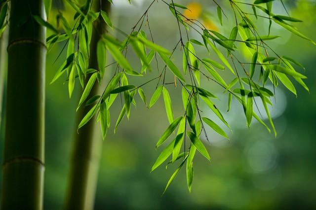 欢迎欣赏清新淡雅的竹子图片.预祝您的生活,工作节节高升