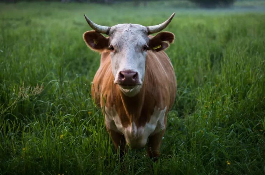 养牛场项目可行性研究报告怎么写，育肥牛养殖基地项目研究报告