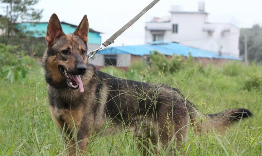 昆明犬一天得吃多少 昆明犬喂养