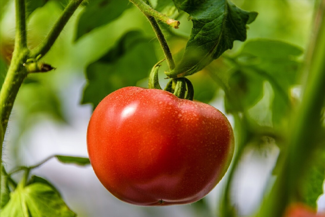 圣女果保存时间，圣女果保存时间长方法（现在的西红柿为啥都“硬邦邦”的）