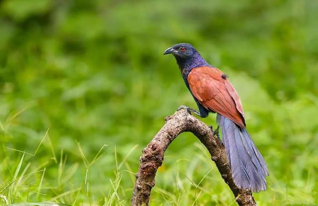 鳥類大全圖片及名稱,鳥類圖片大全(這個系列10種鳥的圖鑑)