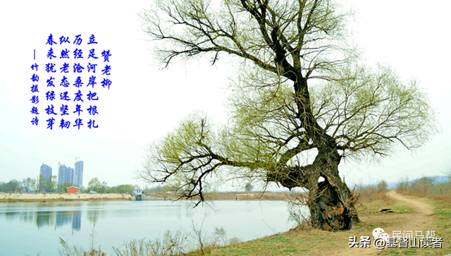 家乡情怀经典句子，家乡的感慨情怀句子（家乡柳情怀）