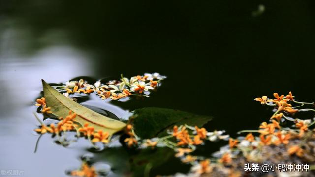 李连红和袖珍人一家，农村“袖珍人”张荣的“绝地”反击