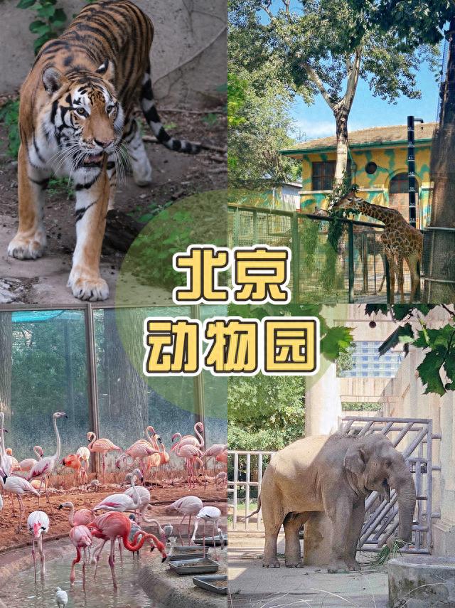 北京动物园行李寄存，真的方便，10元可以寄存一整天