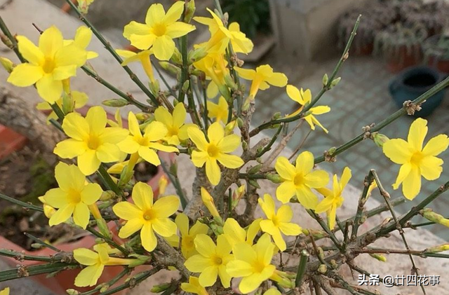 耐寒的花卉有哪些，耐寒好养的花卉有哪些（下雪天也能变美开花）