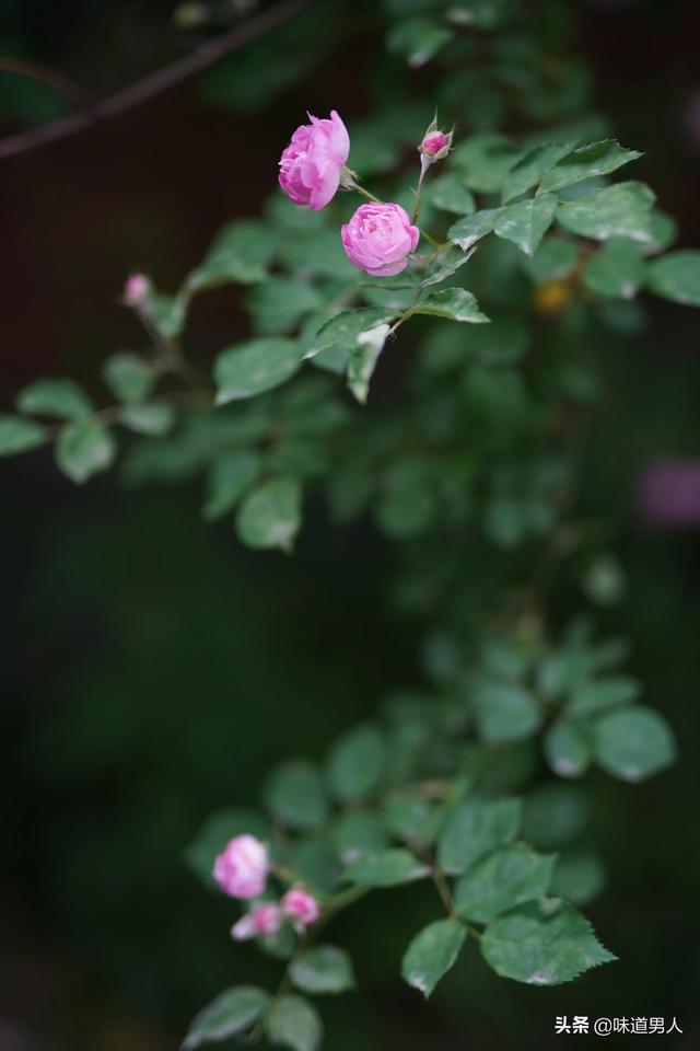 如人饮水冷暖自知什么意思，婚姻如人饮水冷暖自知什么意思（冷暖自知，不足为外人道也）