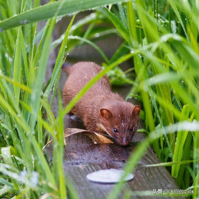 刺猬吃什么食物，刺猬吃什么（“臭屁王”巧吃刺猬）