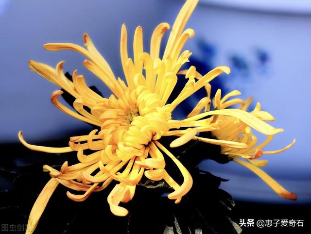 菊花残满地伤下一句是什么，菊花残满地伤的下一句是什么（赞美花中四君子的十二首诗词）