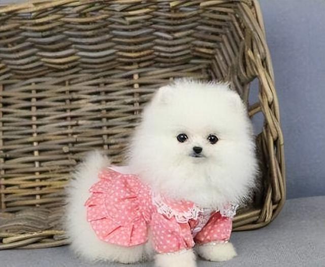 博美犬有哪些常见的病症，博美天生易患这5种疾病