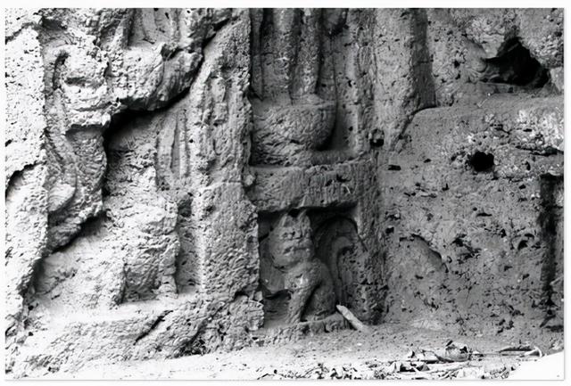 招财猫的饲养教程，招财猫养殖方法和注意事项（“招财猫”你用对了吗）