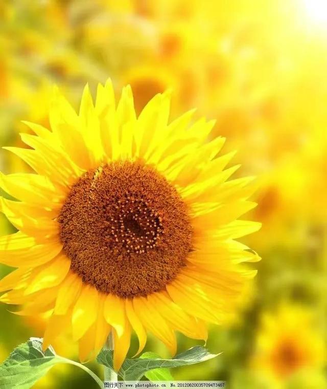 苦尽甘来什么意思，人生最幸福的感觉就是——苦尽甘来