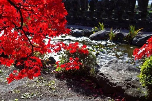 秋天是一个什么样的季节，秋天是一个什么样的季节写一段话（分享绝美秋色：叠翠流金）