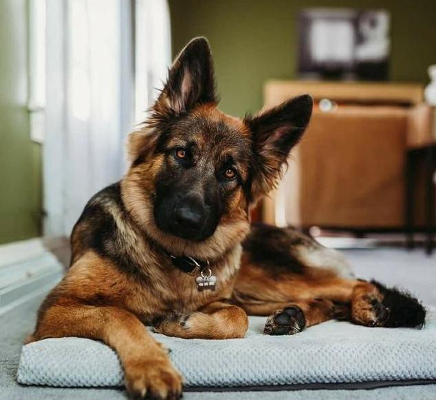 牧羊犬的特点和性格，德国牧羊犬的性格特点（盘点德牧的“优缺点”）