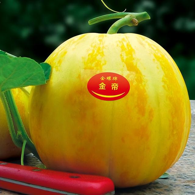 中国10种最甜的甜瓜，最香甜的甜瓜品种（附4种市场爆款品种）