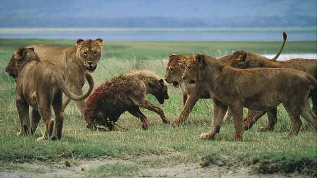 狮子是什么王?森林之王，狮子是什么王（狮子如果碰见了老虎）