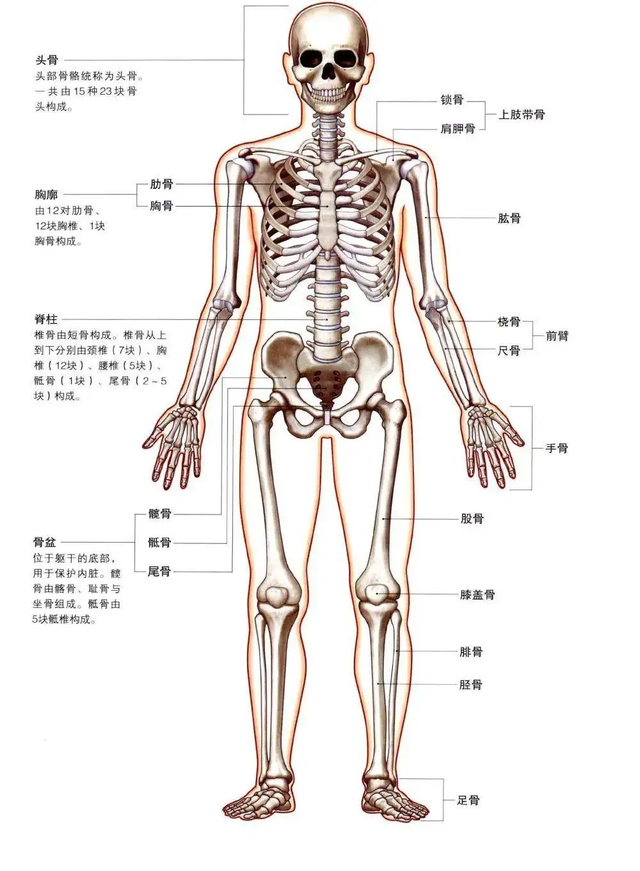 琵琶骨在哪个位置，穿了琵琶骨为何人就废了