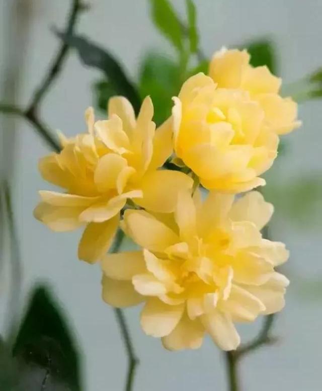 木香花为什么叫鬼招手，木香花为什么不能种（黄木香花，鬼招手）