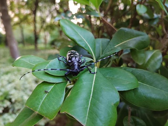 天牛是什么，天牛是什么科目（天牛）