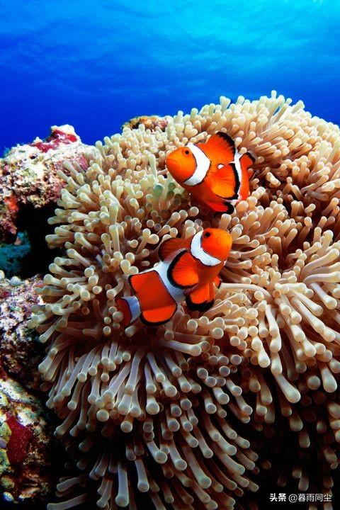 有哪几种动物名字，地球上30种最极端的动物