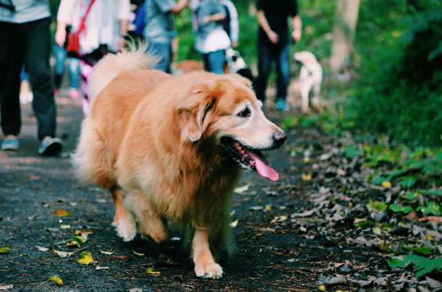 养狗技术，养狗的5个好处（养狗的方法与技术视频）