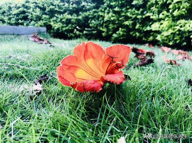 1克大约是多少毫升，请问1克等于多少毫升啊（《伤寒论》的计量单位是“两”）