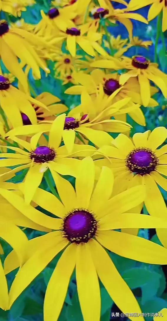 美图，可做壁纸，可以做壁纸的图片 唯美（愿你的生活像花一样灿烂）