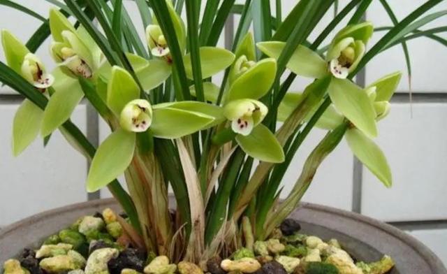 室内适合养殖什么，室内适合养殖什么项目（6种“健康花”）