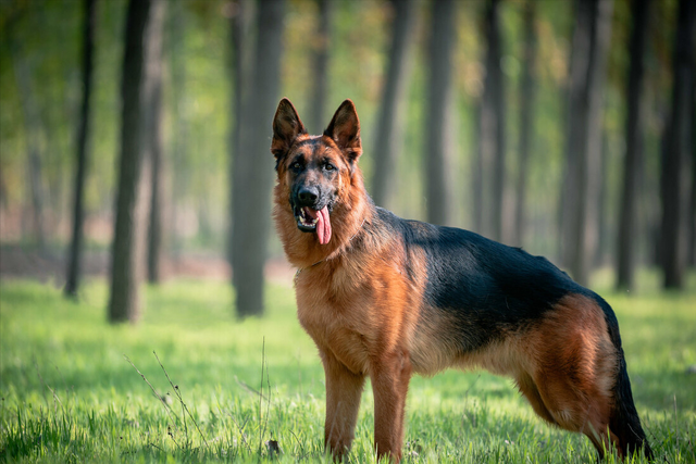 金毛是哪个国家的，十大聪明犬排名（被评为“无攻击性”的3种狗）