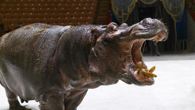 食肉动物有哪些，食肉动物有哪些动物（最后一个几秒能撞翻大树）