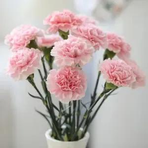 鲜花的花语和代表意义，鲜花表白最浪漫的话（最适合送人的花的花语）