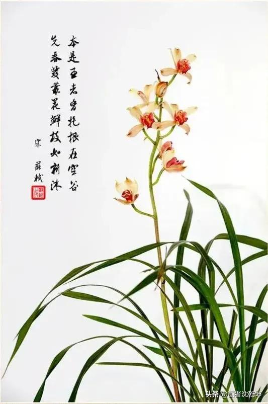 十大最贵最美兰花，绝美兰花50幅