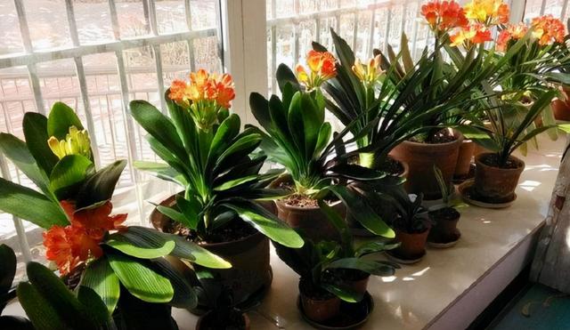 大花君子兰，君子兰开花条件（君子兰冬天要“富养”）