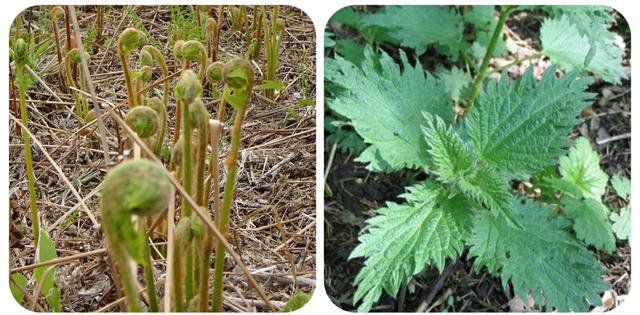 有哪些野菜可以吃，有哪些野菜可以吃视频播放（120种野菜介绍）