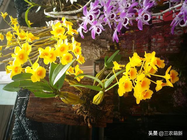 金花茶价格多少钱一斤，菊花茶价格多少钱一斤（这5种“花”可要谨慎购买）