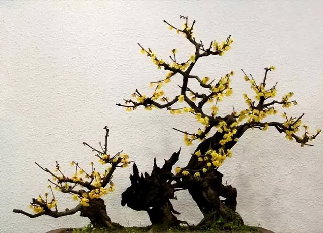 春节花卉品种大全大图，春节遇花期，五彩斑斓过新年